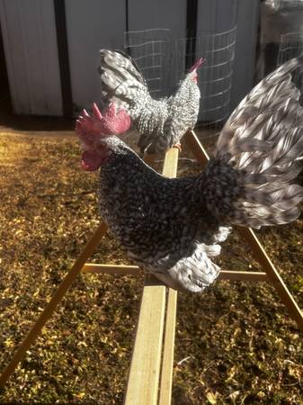 Miniture Gallos Azteca Kikiriki 1