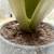 Crate & Barrel Potted Faux Agave Plant 11 thumbnail