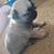 Pug puppies 4 thumbnail