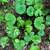Final closing- Aquatic Plants , Garden perennials 5 thumbnail