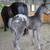 Appaloosa Weanling Filly 2 thumbnail