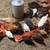 Egg incubators 12 thumbnail
