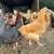 Pullets 6 thumbnail