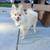 Pomeranian 1 thumbnail