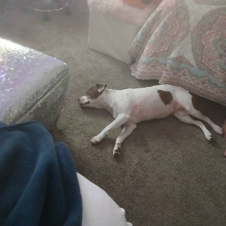 Vet help for stray dog? 1