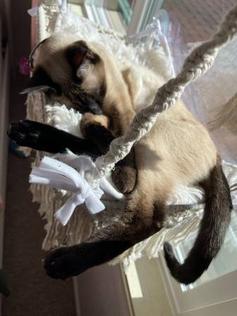 Siamese cat lost (Gresham)64199426177794122