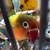 Rehoming Love Birds 10 thumbnail