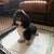 Shih Tzu Maltese mix 4 thumbnail