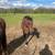 Gelding & Mare 3 thumbnail