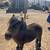 Mini horse 2 thumbnail