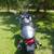2003 moto guzzi le mans 4 thumbnail