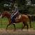 BEGINNER SAFE HORSES AVAILABLE | FAMILY HORSES | TRAIL PARTNERS | 7 thumbnail