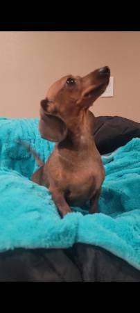 Rehoming a beautiful mini Dixie 1