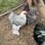 Blue/White Splash Bantam Cochin Chickens hen 1 thumbnail