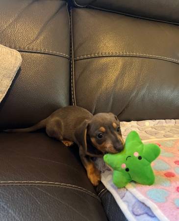 Cute Dachshund puppies Six07283016Five63690136274563120