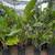 PLANTS PLANTS PLANTS PLANTS 16 thumbnail