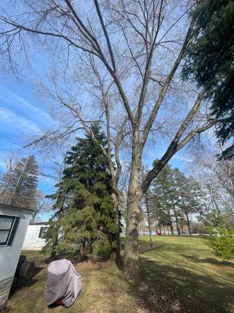 Tree gear 1