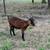 Goats for sale 8 thumbnail