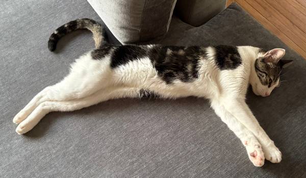Lost 2yr. old cat (Fremont)63942499005570121