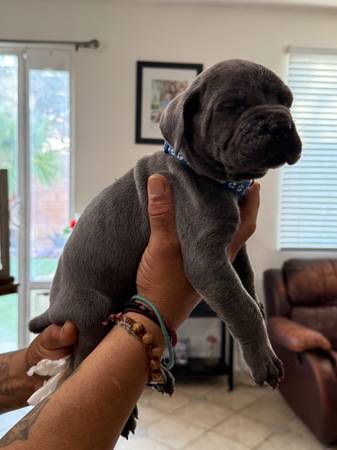 Cachorros Cane Corso - $1 (Lancaster)63470805477123122
