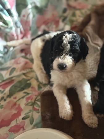 Goldendoodle F2bb63881395723137120