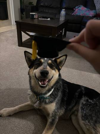 Australian Cattle Dog / Blue Heeler rehome (San Jose)63890025362947121
