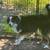 Free full blooded Australian Shepherd 1 thumbnail