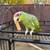 Lilac Amazon parrot (tame & talks) 1 thumbnail