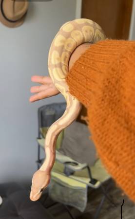 Pitón Real Banana (East Stone Gap)63822614205313121