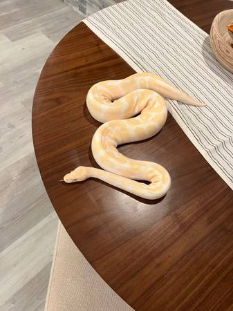 Rescued Albino ballPython needs home ASAP (Saint paul)63906250127362121