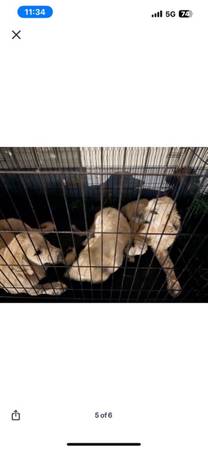 Pyrenees and anatolian shepherds puppies (Oklahoma City)63976603473794123