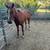 Filly 3 thumbnail