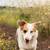 Corgi 1 thumbnail