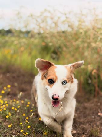 Corgi 1