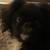 Pekingnese 2 thumbnail