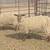 Rare Tunis Sheep/ Ewes 2 thumbnail