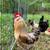 Organic chicken (processed) 1 thumbnail