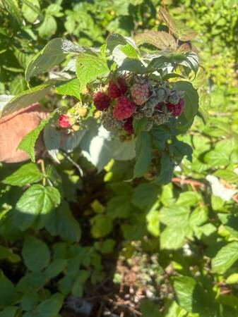 Raspberry plants 1