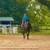 Horses 12 thumbnail