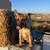 Belgian Malinois pup 3 thumbnail