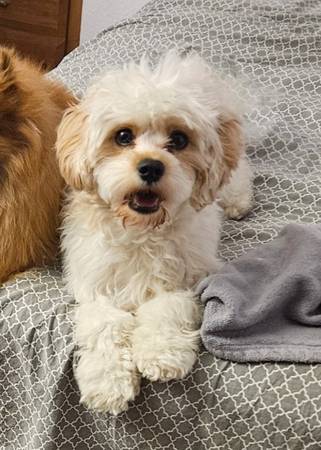 CASH REWARD LOST DOG ?? (AURORA)64288460199811120