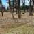 Forestry mulching/Brush mulching 5 thumbnail