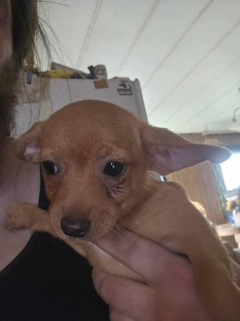 Chiweenie (East Wenatchee)63828509860993120