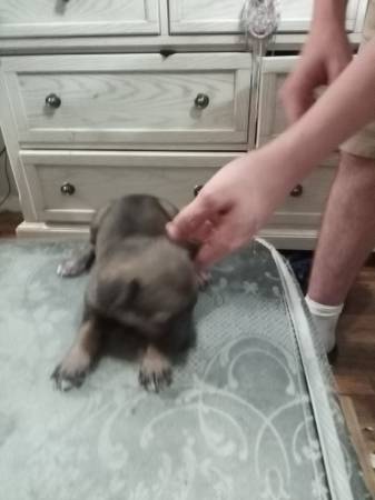 Free puppies (Memphis)63416265503617122