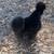 Silkie chicks 19 thumbnail