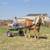 Belgian gelding. Drives and rides 1 thumbnail