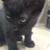 Black beutiful kittie 6 thumbnail