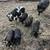 Piglets best homestead breed 2 thumbnail