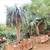 ALOE BAIENSEII ,DR SUSE tree & Dracaena Draco 11 14 thumbnail