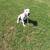 Dogo puppy 1 thumbnail